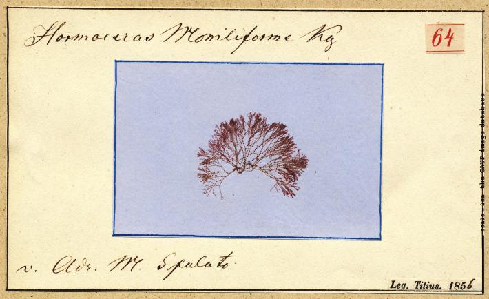 Ceramium moniliforme_64.jpg